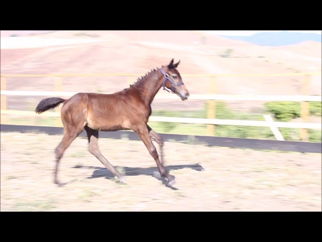 Poulain Cheval de Selle Italien A vendre 2025 Bai brun par CASALITO