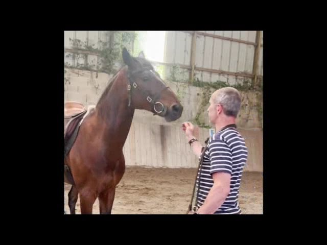 Hongre Ispano Lusitanien d'élevage