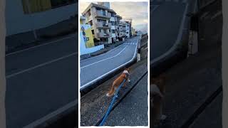俺達の暮らしに老犬と黒猫#愛犬ピット#黒猫ロック