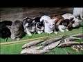 KULTUM MEMBAHAS MASALALU KUCING PETANI