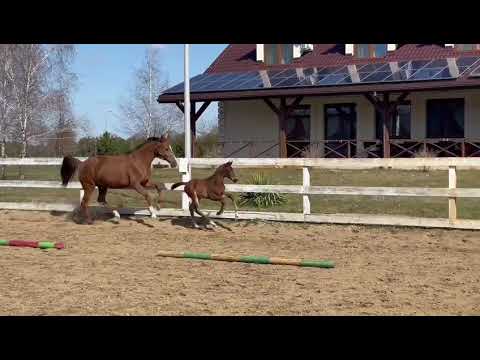 For Lauries ( For Romance x Lauries Crusador )