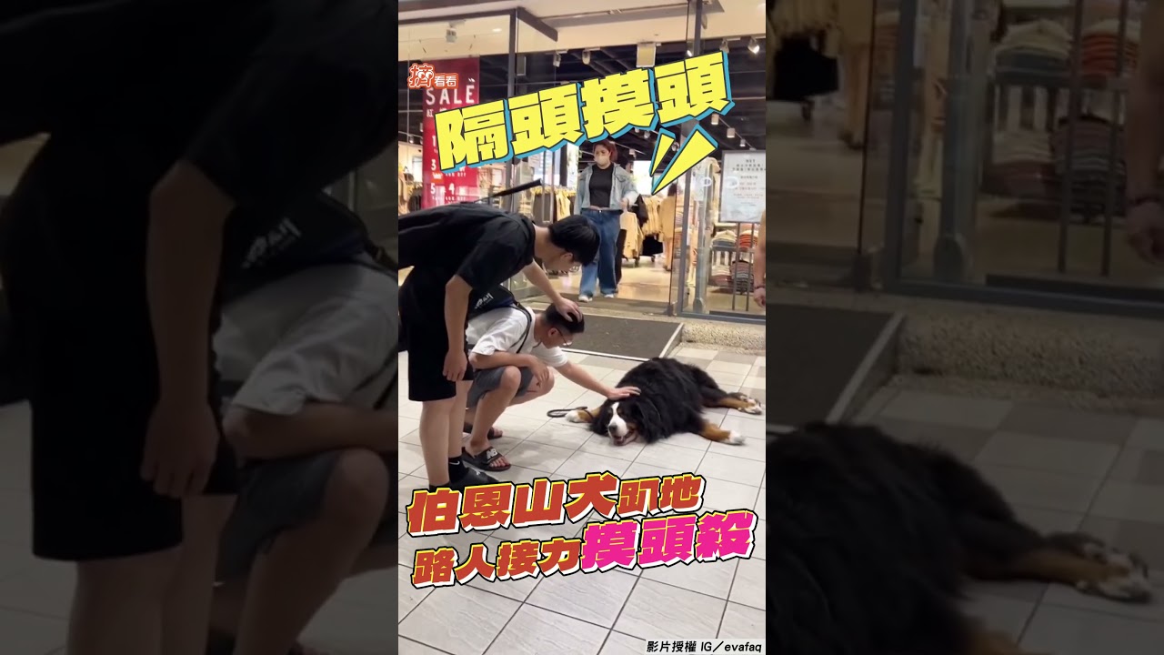 影音／伯恩山犬趴地放風被討摸摸！　4路人「接力摸頭殺」連成一線
