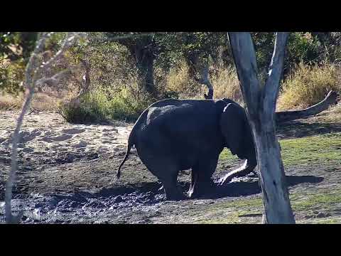 Djuma: Lone Elephant having a mud bath - 15:06 - 07/22/20
