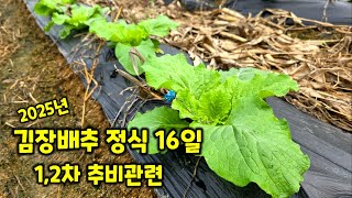 김장배추 정식16일 괴산절임배추 생육상태 2차추비 관련 설명 충북 괴산 풀뿌리농장 [배추재배방법]
