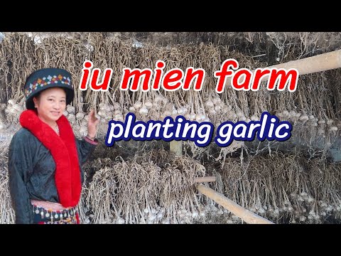 , title : 'iu mien farm : garlic,@iu mien'