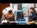 Los veterinarios del Georgia Aquarium tendrán que tomar una decisión | El Acuario | Animal Planet
