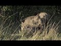 Moment Of The Week Warthog Piglets Melt Our Hearts