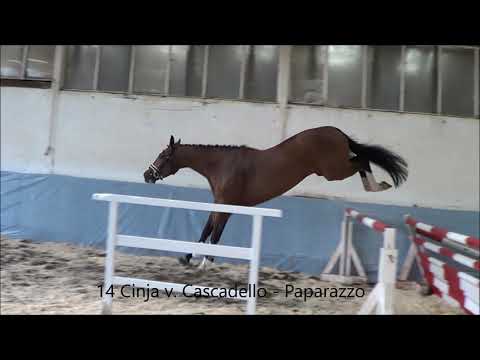 14 Cinja v  Cascadello   Paparazzo