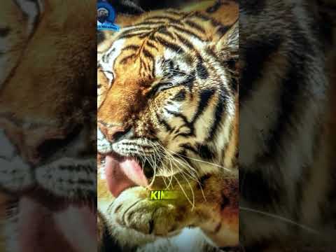 Why are tiger tongue is so spiky? #cute vidushi 💖