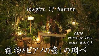 PIANO LIVE in PLANTS 8/25(金) 20:30〜【Inspire of Nature】