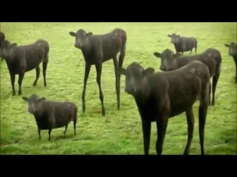 Cows Go MOO! When They Skank !