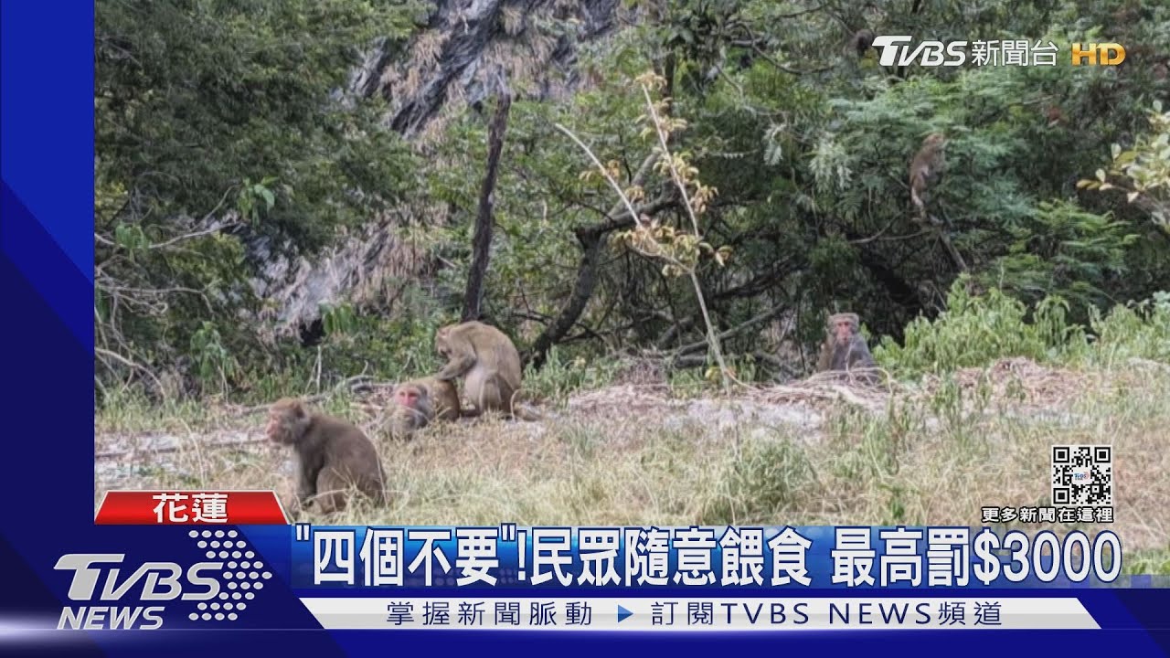有吃的！猴群「包圍搶食」　老翁閃躲摔傷