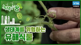 우리의 생태계를 위협하는 유해식물 / YTN 사이언스