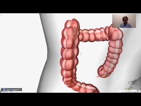 Intestino tenue e crasso