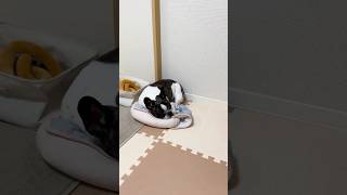 狭い場所が好きなフレブル
