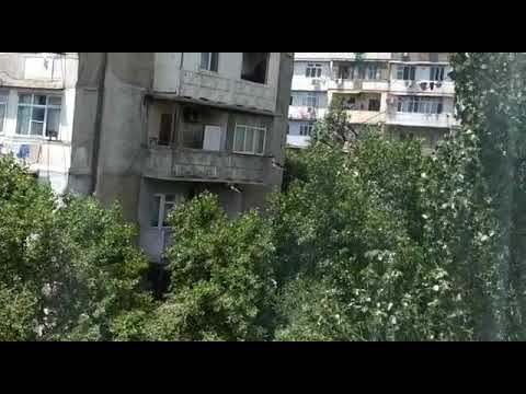 Qaranquşlar ❀ ★ ♥