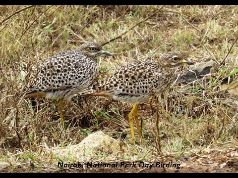 Nairobi National Park Birding Tour