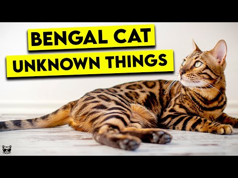 These Are The Top Things You Need To Know About Bengal Cats