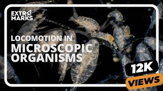 Locomotion In Microscopic Organisms