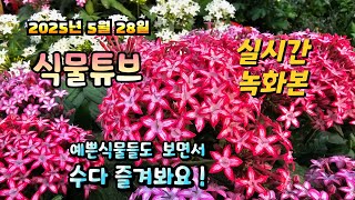 2025년 5월 28일   예쁜식물들 보면서  랜선으로  수다즐겨봐요. #양재꽃시장 #식물튜브 #식물아빠