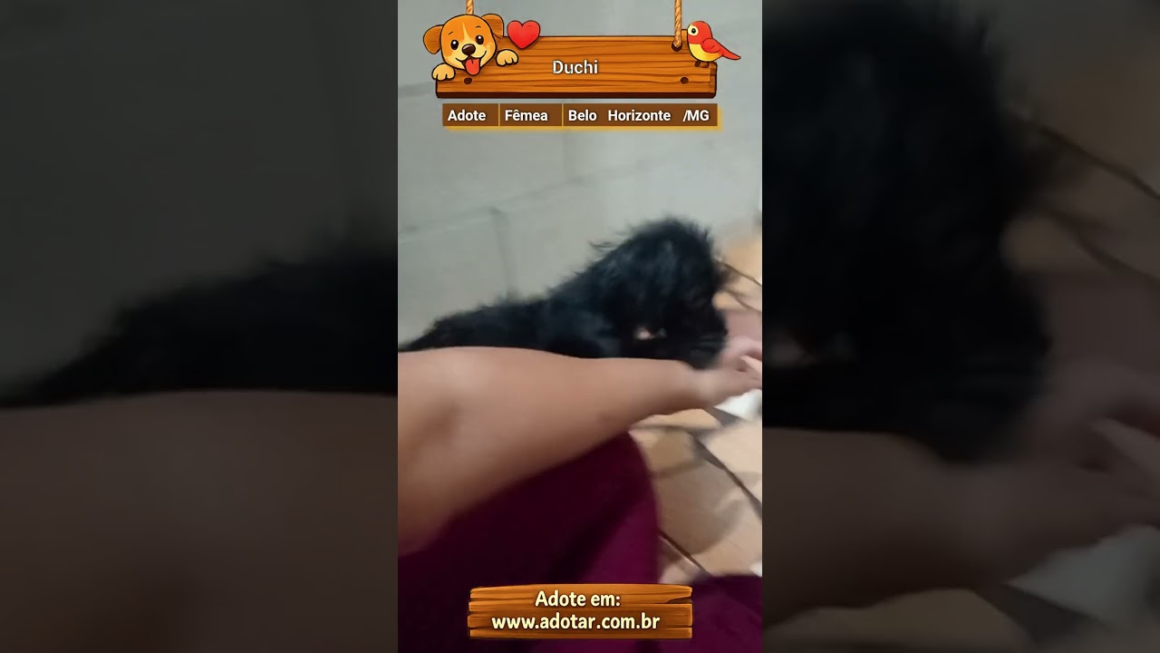 Cachorro raça Poodle idade 2 a 6 meses nome Duchi