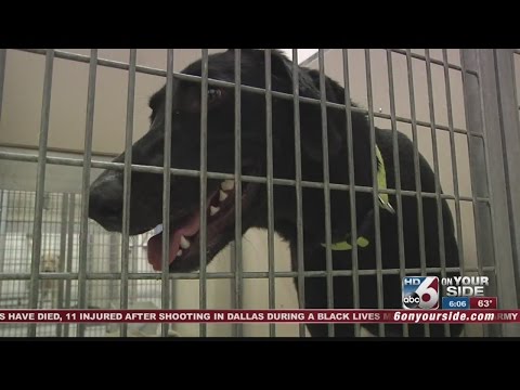 Black dog syndrome in the Treasure Valley