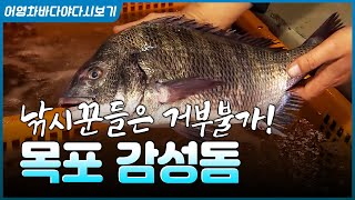 가을에 제일 맛난 고기, 100% 자연산 감성돔! #감성돔 #도미 #감성돔회 #자연산 #바다 #회