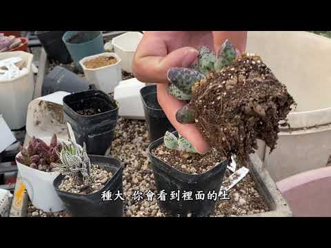 天章 法師 渡夏小知識
