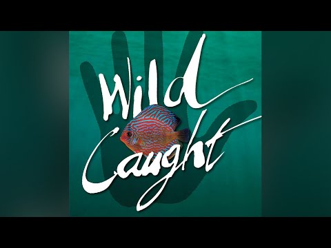 WILD CAUGHT: Aquarium Fish Trade of the Amazon – Trailer für den Film mit deutschen Untertiteln