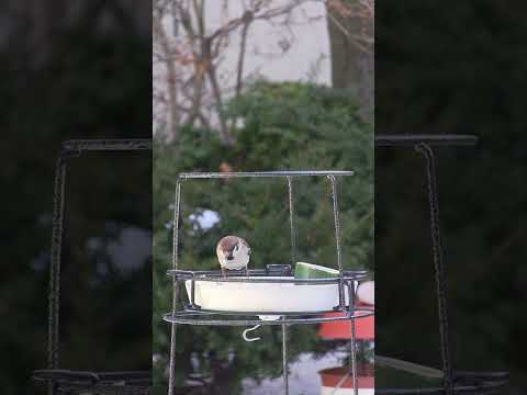 冬にシジュウカラはどこにいますか？渡り鳥なのでしょうか？  庭園