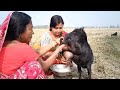ছাগলের দুধ দোহন করে ফুটিয়ে বাচ্চাদে�