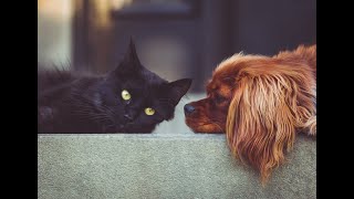 Vergleich Tier Krankenversicherung für Katze, Hunde und Pferde