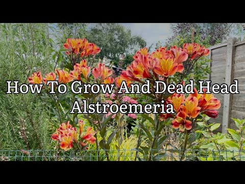 How To Grow Alstroemeria, How To Dead Head Alstroemeria, Growing Alstroemeria