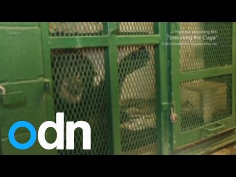 'Chimps do not have human rights', rules New York court