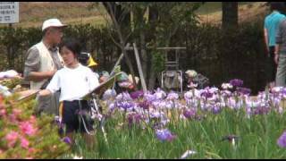preview picture of video '芦原温泉 北潟湖 花菖蒲園　Iris'