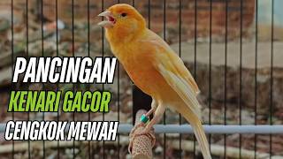 Download lagu Suara Burung Kenari Gacor! untuk Pancingan Kenari Muda Belajar Bunyi Langsung Bunyi!! mp3
