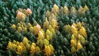 Mysterious WWII forest swastika remained unnoticed until 1992