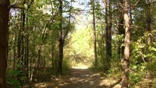 Landscape - Shawn Phillips