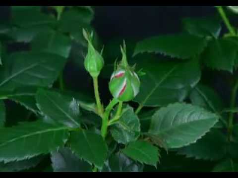 Khilta gulab ke phul live garden