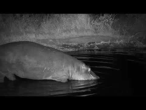 Djuma: Hippo comes to the pan for a drink and soak - 22:37 - 06/24/19