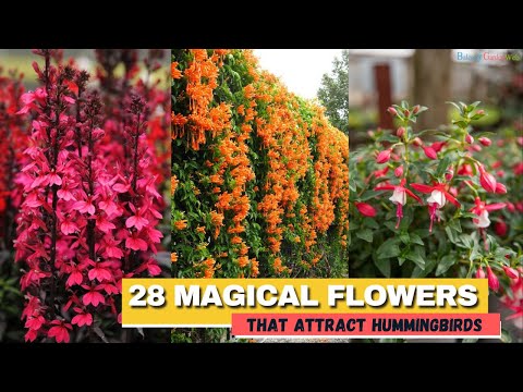 28 Stunning Flowers to Attract Hummingbirds Transform Your Garden into a Paradise