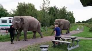 preview picture of video 'Elefanter på kvällspromenad i Borensberg'