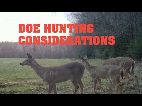 Doe Hunting Considerations for Whitetail Hunters