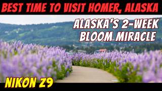 Best Time to Visit Homer, Alaska - Arctic Lupine Bloom + Birds — A Photographer’s Dream