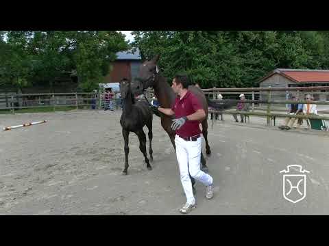 RD058 Hengstfohlen von Catch   Contendro I   Calido I