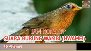 Download lagu Suara burung Hwamei, Masteran burung Wambi 1 Jam Nonstop. mp3