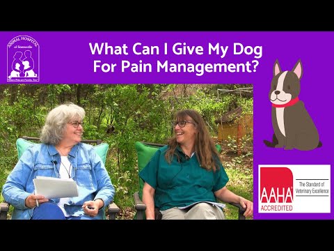 What Can I Give My Dog for Pain Management?