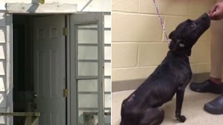 Nearly 2 Dozen Dogs Found Dead Inside Empty Home