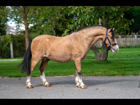 Chance - Video 11 video thumbnail