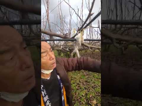 果樹を剪定する 旧暦を参照して日付を決定する 満月のペロゲ